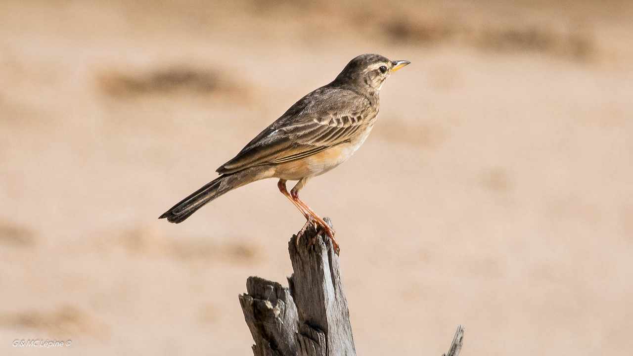 Pipit_rousseline_D5K_6029_HD.jpg