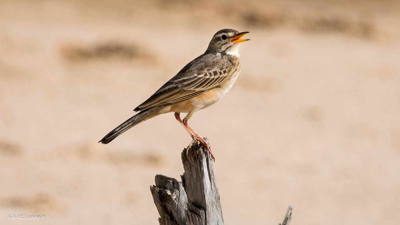 Pipit_rousseline_D5K_6032_HD.jpg